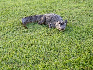 Crocodile in the grass