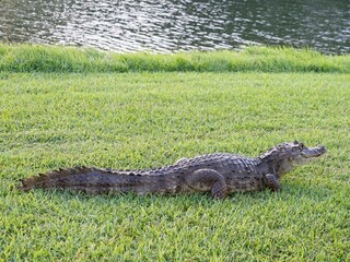 Crocodile in the grass