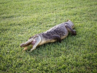 Crocodile in the grass