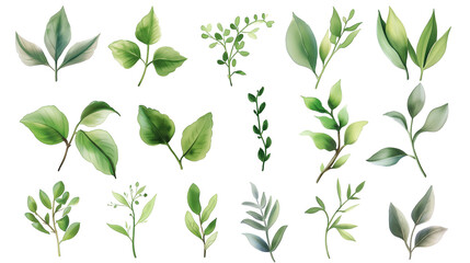 Collection of green watercolor foliage plants clipart on white background. Botanical spring summer leaves illustration. Suitable for wedding invitations, greeting cards, frames and bouquets.