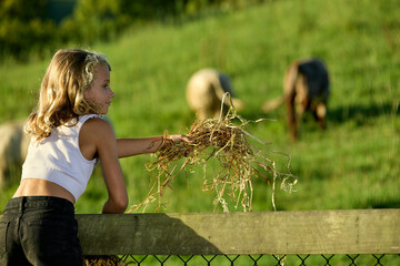 A young blonde girl in a white top and jean shorts offers hay to cows