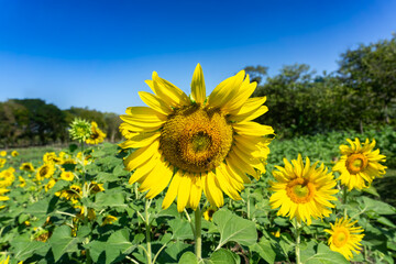 Beautiful sunflower on a sunny day with a natural background.