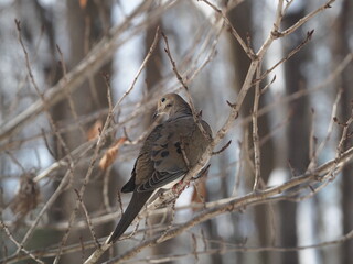 mourning dove (Zenaida macroura) in winter