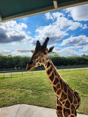 Giraffe Giraffidae Sky Cloud Photograph Plant © Zombie Bunny