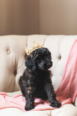 puppy with crown sitting in tufted chair