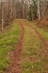 Old Sugarlands Trail in the Great Smoky Mountains