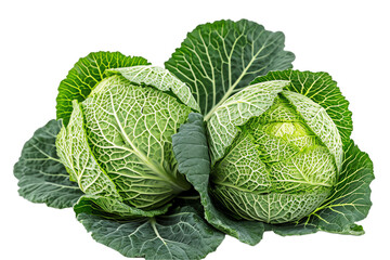 Cabbage, fresh and organic, isolated on a white background, showcasing its healthy leaves and raw nature from the garden