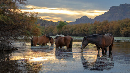 Sorrel bay wild horse stallion grazing on eel grass at sunset in the Salt River near Mesa Arizona...