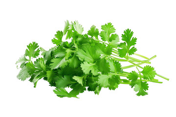 Fresh organic parsley bunch isolated on a white background, ideal for cooking, salads, and a healthy vegetarian lifestyle
