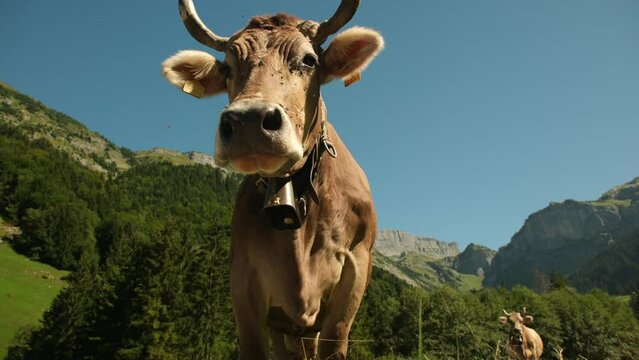 Cow in alpine meadow. Beefmaster cattle in green field. Cow in meadow. Pasture for cattle. Cow in the countryside. Cows graze on summer meadow. Rural landscapes with cows. Cows in a pasture.