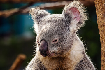 2024-01-19 A ADULT KOALA BEAR ON A STUMP LOOKING DOWN WITH A BLURRED BACKGROUND-1.jpg
