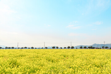 爽やかな青空が広がる広大な菜の花畑