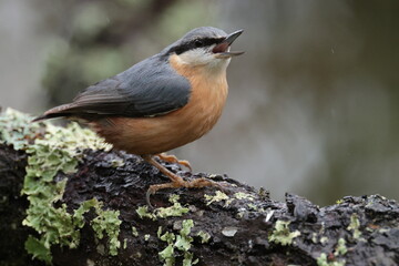 Nuthatch.