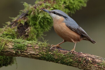 Nuthatch.