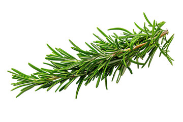 Isolated fresh rosemary herb branch with green leaves on a white background, showcasing a healthy and aromatic culinary ingredient