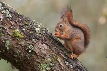 squirrel on a tree