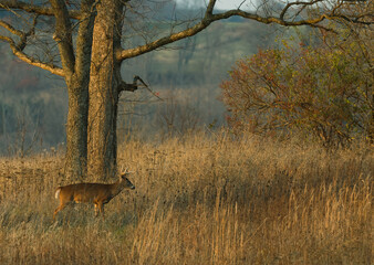 Buck Crossing a Brushy Kentucky Field