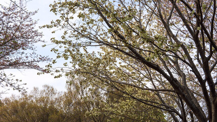 薄黄緑色の八重桜が咲く春の諷詠【高尾さくら公園】日本埼玉県北本市
