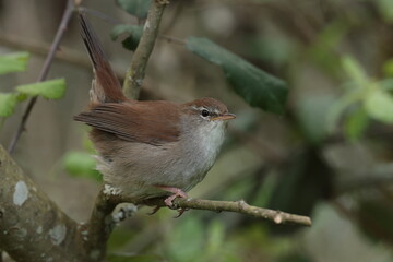 Cettis warbler.