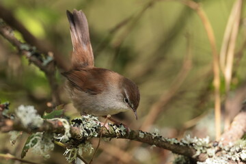Cettis warbler.
