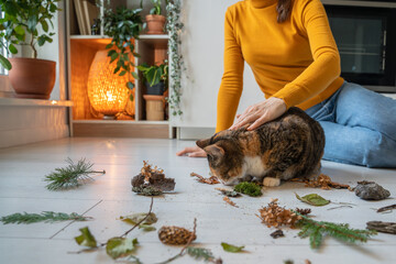 Lazy cat sniffing nature object leaves, stones, tree branches at home on kitchen. Woman petting cat...