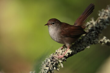 Cettis warbler.