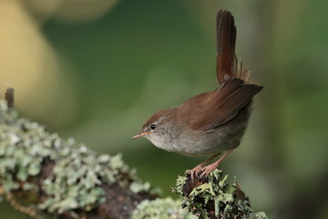 Cettis warbler.