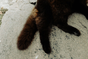 Black furry relaxed feline tail 