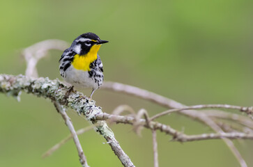 Yellow-throated Warbler