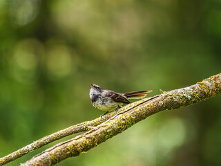 Wagtail Looks Up