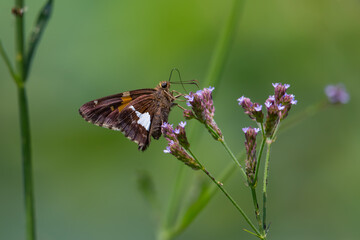 Silver-spotted Skipper Butterfly