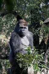 座って見上げるオスのゴリラ