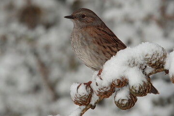 Dunnock.
