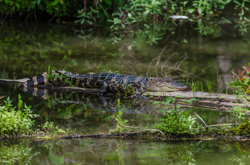 American Alligator