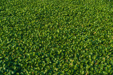 Water hyacinth plants float and fill the surface of the river water. Water hyacinth plants live...