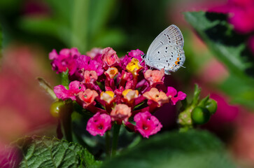 Eastern Tailed-Blue Butterfly