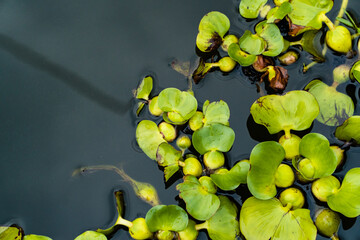 Fototapeta na wymiar Water hyacinth plants float and fill the surface of the river water. Water hyacinth plants live wild on the surface of the river so that the river water is covered with water hyacinth plants.