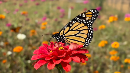 Monarch Butterfly
