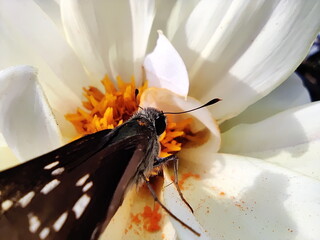 イチモンジセセリ