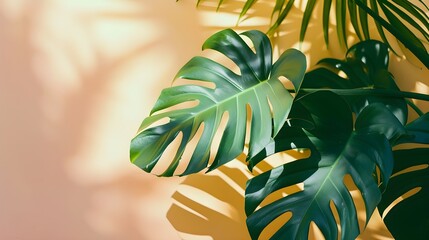 Sunlit monstera leaves casting dramatic shadows on a warm, yellow background.