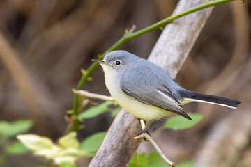 A blue-grey gnatcatcher (Polioptila caerulea), a small songbird, looking cute in southwest Florida