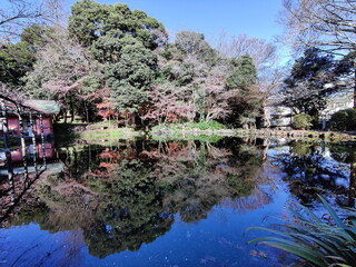 秋の池