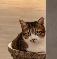 portrait of a cat in the basket 