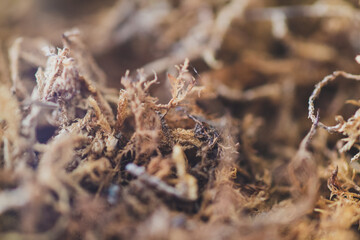 Close-up view featuring a spider, leaf, and tree