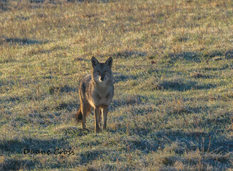 Coyote in a Field