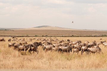 Naklejka na ściany i meble Kenya landscape during migration