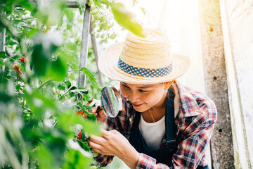 Young woman farmer examines tomatoes with a magnifying glass in a greenhouse. Expertise and learning in vegetable farming science exploring growth and biology outdoors.