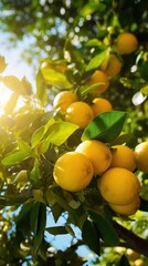 Lemons Growing in a sunny garden