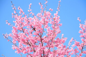 【素材イメージ】快晴の青空と満開の河津桜