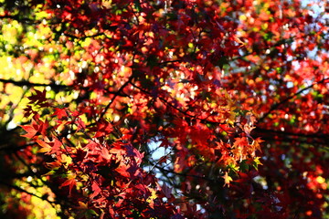 カラフルに色づいた楓の葉たち(東京都_石神井公園)